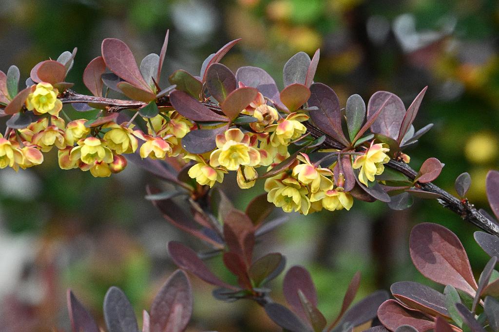 2025-05027018 Pointe Rok, MA.JPG - Japanese Barberry. Pointe Rok neighborhood, MA, 5-2-2025